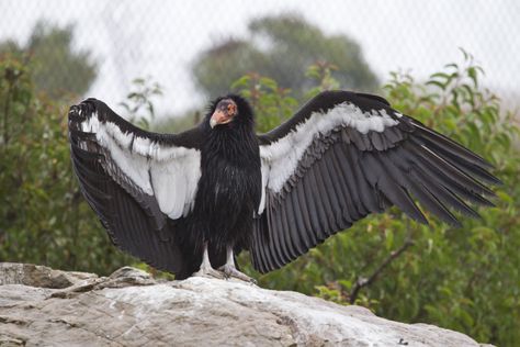 Washington National Cathedral, California Condor, Vulture Culture, Wooly Mammoth, San Diego Zoo, Endangered Species, Birds Flying, Bird Species, Wild Birds