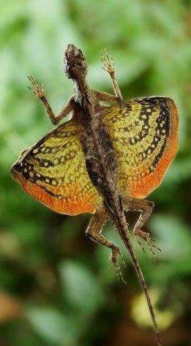 Draco lizard--Philipine Flying Dragon Draco Lizard, Flying Lizard, Cute Reptiles, Interesting Animals, Chameleons, Unusual Animals, Komodo, Animal Facts, Mythological Creatures