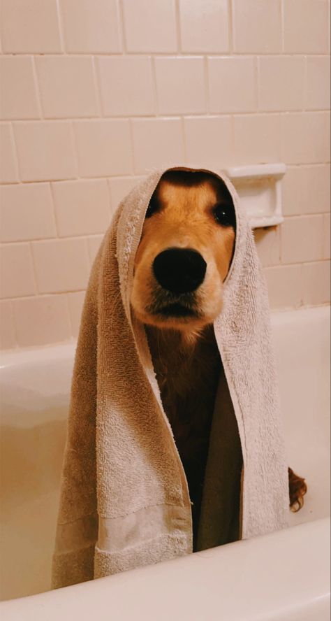 Dog Bath Pictures, Dog Bathroom Photoshoot, Dog Bath Aesthetic, Dog With Towel On Head, Dog Bath Photoshoot, Dog Bathroom Pictures Diy, Dog Bathroom Pictures, Dog Photography Ideas Creative, Pets Hotel