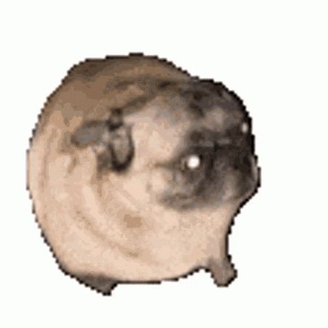 Pug Dance GIF - Pug Dance Moves - Discover & Share GIFs Pug Dancing, Dancing Dog Gif, Gif For Discord, Silly Gifs, Pug Meme, Discord Gifs, Dance Gif, Dog Animation, Dancing Animals