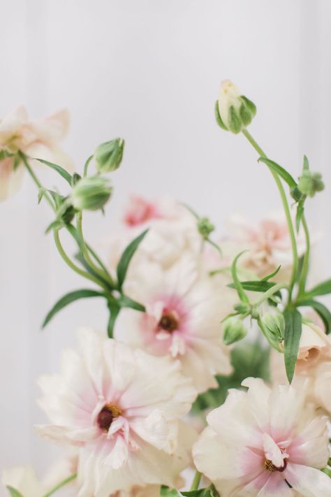 Blush butterfly ranunculus - these delicate and whimsical flower is a must for spring wedding flowers! Photo by Amanda Donaho Ranunculus Painting, Ranunculus Centerpiece, Ranunculus Arrangement, Ranunculus Garden, Ranunculus Boutonniere, Ranunculus Wedding, Butterfly Ranunculus, Ranunculus Bouquet, Spring Wedding Flowers