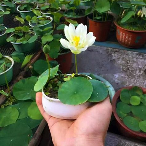 How to Grow Lotus | Planting Lotus in Container Asian Plants, Lily Seeds, Container Water Gardens, Indoor Water Garden, Lotus Seed, Seeds Color, Lotus Plant, Hydroponic Plants, Floating Flowers