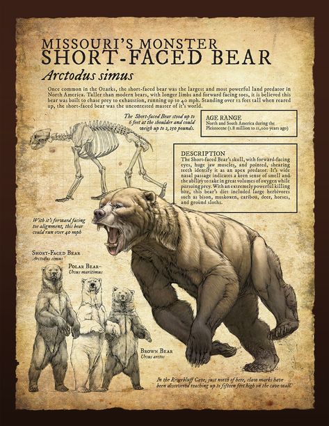 Design and Illustration for Pleistocene (Ice Age) specimens and fossils, natural history museum signage. Short Faced Bear, Prehistoric Planet, Ground Sloth, Regnul Animal, Prehistoric Wildlife, Prehistoric World, Ancient Animals, Paleo Art, Extinct Animals