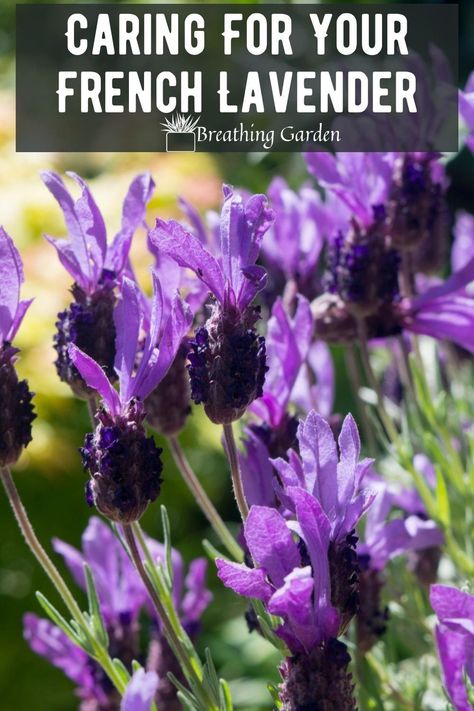 French lavender is easily distinguishable by its flower. But it's also distinguished by its scent! Spanish Lavender Uses, How To Care For Lavender Plants Outdoors, Growing Lavender Indoors, Indoor Lavender Plant, When To Harvest Lavender Flowers, Lavender Pruning, Lavender Planters, Lavender Companion Plants, French Lavender Plant