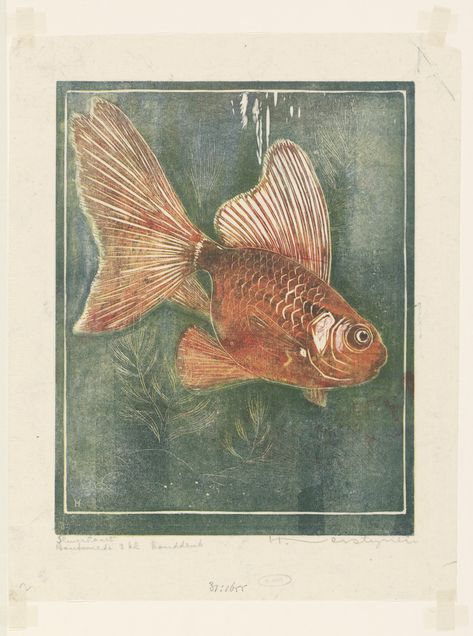 Sluierstaart, Henri Verstijnen, 1892 - 1931 Carseat Headrest, Vintage Veils, Mens Bedroom, Woodcuts Prints, Vintage Bird, First Art, Fine Art Photo, Fish Art, Art Photo