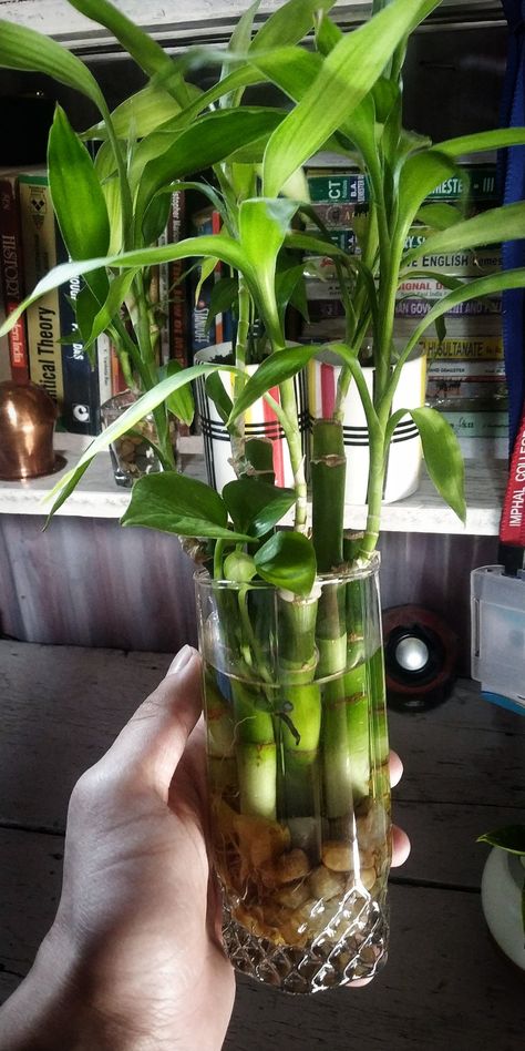 Lucky Bamboo ,Glass Gifted by my Girlfriend , simple and beautiful Bamboo Vase Ideas, Lucky Bamboo Decor, Bamboo Plant Indoor, Bamboo House Plant, Apartment Rooms, Bamboo Bedroom, Lucky Bamboo Plants, Bhutan Travel, Philodendron Plant