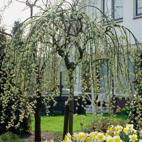 Salix Caprea, Architectural Trees, Sunken Garden, Specimen Trees, Wall Garden, Tall Plants, Flowering Shrubs, Deciduous Trees, Propagating Plants