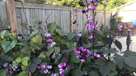 Ruby Moon Hyacinth Bean, Purple Hyacinth Bean Vine, Hyacinth Bean, Hyacinth Bean Vine, Purple Beans, Kinds Of Beans, Plant Tips, Bean Plant, Butterfly Magnet