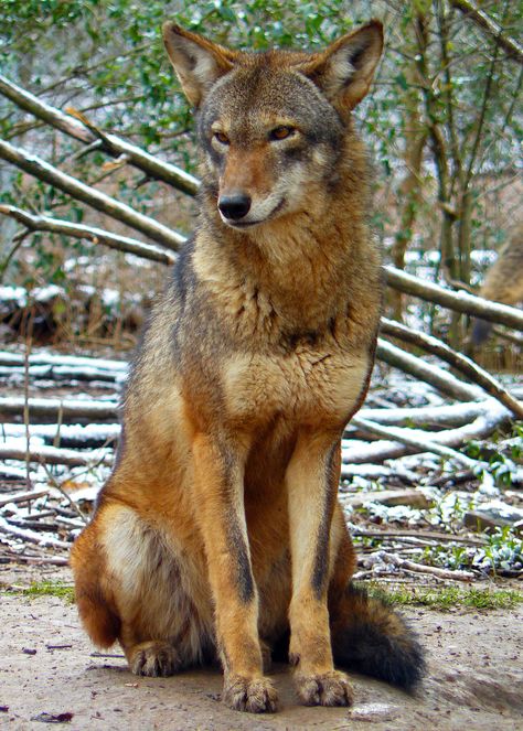 75-100 red wolves in the Alligator River National Wildlife Refuge       ---- Near entrance to Outer Banks Wolf Species, Wolf World, Wolf Hybrid, Wolf Photos, Wolf Love, Red Wolf, Wild Wolf, Wolf Spirit, Beautiful Wolves