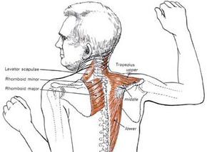 Neck Pain Exercises, Neck And Shoulder Exercises, Neck Tension, Shoulder Pain Relief, Neck Exercises, Posture Exercises, Bowhunting, Neck Pain Relief, Neck And Shoulder Pain