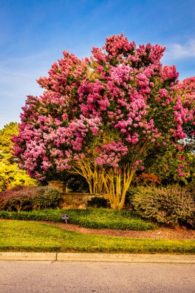 Who doesn’t want trees in their yard? As long as you have the space, trees are a wonderful addition to the garden or landscape. Click the following article to learn more about growing and choosing zone 9 trees with low water needs. California Landscaping, Crepe Myrtle Trees, Drought Tolerant Trees, Trees For Front Yard, Myrtle Tree, Privacy Landscaping, Crepe Myrtle, Drought Tolerant Landscape, Zone 9