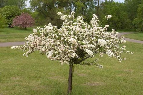 Malus sargentii 'Tina' (Sargent Crabapple) Gold Mound Spirea, Flowering Crabapple, Southern Garden, Crabapple Tree, Hummingbird Garden, Planting Shrubs, Home Landscape, Country Landscaping, Ornamental Trees