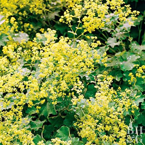 Get detailed growing information on this plant and hundreds more in BHG's Plant Encyclopedia. Lady's Mantle Plant, Stachys Byzantina, Japanese Painted Fern, Alchemilla Mollis, Plant Types, Plant Encyclopedia, Lady's Mantle, Cottage Garden Plants, Have Inspiration