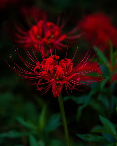 Red Spider Lilly Aesthetic, Red Spider Lilies Aesthetic, Spider Lily Photography, Spider Lillies, Spider Lily Flower, Red Spider Lilies, Flower Spider, Lycoris Radiata, Spider Lilies