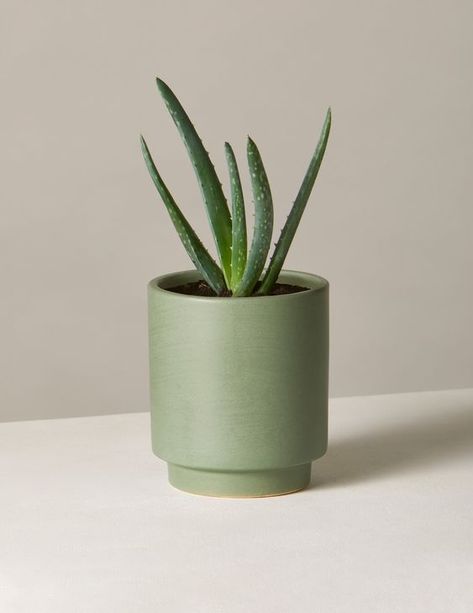 Aloe Vera Plant Decor, Pottery Pots, Types Of Succulents, Aloe Vera Plant, Winter Plants, Tiny Plants, Keramik Design, Biophilic Design, Plant Decor Indoor