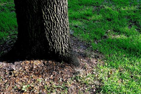 How To Grow Grass Under A Tree Growing Grass From Seed, Shade Tolerant Grass, Best Grass Seed, Plants Under Trees, Planting Grass, Shade Grass, Growing Grass, Aerate Lawn, Landscaping Inspiration