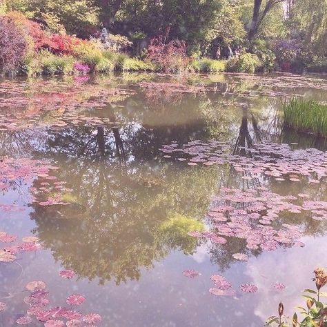 The Pond, Water Lilies, Lily Pads, We Heart It, Lily, Water, Pink