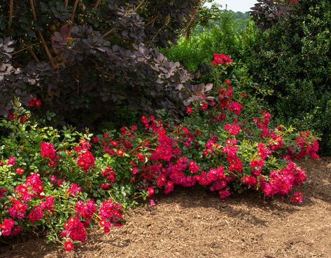 Red Drift Rose, Red Drift Roses Landscape, Drift Roses Landscape Ideas, Drift Roses, Ground Cover Roses, Types Of Roses, House Landscaping, Red Petals, Plant Information