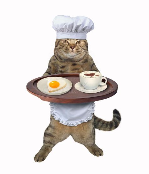 Coffee Stock, Cat Background, Image Chat, Silly Cats Pictures, Cat Icon, Silly Animals, Fried Egg, Silly Cats, 귀여운 동물