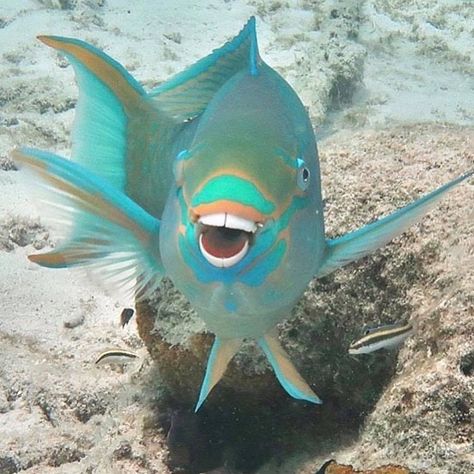 #smile  and the whole #world #smiles with you!  #happy #wacky #Wednesday ----------- Show us some teeth! Send us your best 'pearly white' snaps to smiles@diviresorts.com or tag #DiviSmiles or submit online: http://ift.tt/2zAjRxm ----------- #caribbean #fish #toothy #teeth #islands #vacation #photosnaps #photos #photography #pictures #selfies Pictures Selfies, Caribbean Fish, Smiling Fish, Wacky Wednesday, Parrot Fish, Guppy Fish, Undersea World, Cool Fish, Cute Fish