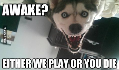 Creepy dog Husky Humor, Funny Dog Faces, Husky Funny, Dog Quotes Funny, A Husky, Funny Animal Jokes, Funny Animal Memes, Animal Jokes, E Card