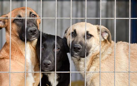 A Georgia animal shelter must find homes for 250 dogs before Thursday, September 14 or difficult decisions will need to be made. Poor Dog, Homeless Dogs, Animal Protection, Foster Parenting, Pit Bulls, Dog Face, Shelter Dogs, Animal Rights, Humane Society