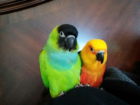 Nanday and Jenday Conures (Pepper and Rainbow) both are a year and a half Jenday Conure, Nanday Conure, Conure Bird, Bird Breeds, Conure Parrots, Parrot Bird, Pet Bird, Birds Tattoo, Exotic Birds