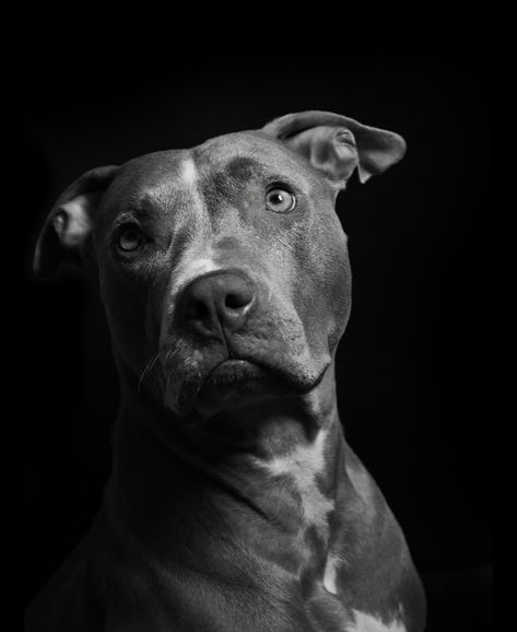 Pitbull terrier (Gaby) | Behance Pitbull Black And White, Pitbull Photography, Animal Portraits, Fields Photography, Pitbull Terrier, Future Kids, Pitbull, Images Photos, Creative Work