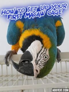 Macaw Cage Setup, Diy Macaw Cage, Parrot Recipes, Macaw Cage, Sun Conures, Ringneck Parrot, Parrot Care, Beautiful Parrots, Sunny Boy