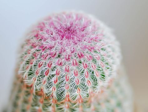 Planting A Rainbow, Rainbow Cactus, Cactus Water, Scale Insects, Cactus Care, Spider Mites, Drought Resistant, Soil Layers, Hardy Plants