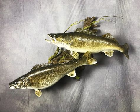 Whitetail Taxidermy, Taxidermy Shop, Deer Hunting Decor, Fish Taxidermy, Duck Mount, Colorado Lakes, Taxidermy Deer, Fish Statue, Fish Mounts