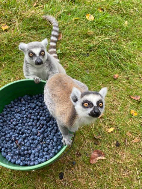 A bucket of blueberries on the grass with two ring tailed lemurs. A baby lemur sitting on the bucket and the other with his hand on the bucket sitting next to it both looking at me. Lemur Aesthetic, Hawaii Farm, Baby Lemur, Cozy Critters, Love Tiktok, Yellow Monkey, Super Cute Animals, Pretty Animals, Silly Images