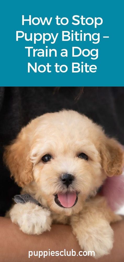 How to Stop Puppy Biting - Train a Dog Not To Bite Puppy Biting Training Tips, Lab Puppy Training, Stop Dog From Biting, Stop Puppy Biting, Stop Dog Jumping, Dog Commands Training, Dog Digging, Chocolate Lab Puppy, Puppy Training Biting