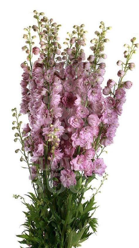 Pink Delphinium, Delphinium, Nature Paintings, Pretty Flowers, Garden Design, Plants, Flowers, Floral, Pink