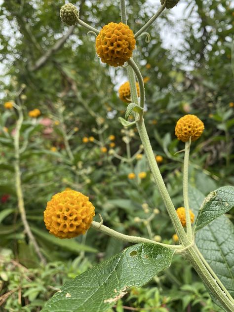 Buddleja globosa - Wikipedia Hope Synonym, Buddleja Globosa, Corfe Castle, How To Grow, Botanical Gardens, Perennials, To Grow, Planting Flowers, Google Search