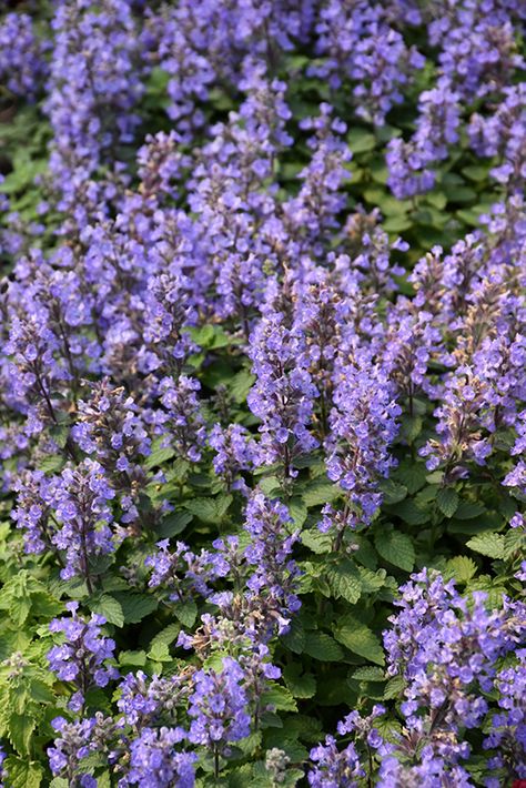 Purrsian Blue Catmint (Nepeta x faassenii 'Purrsian Blue') at Gertens Purrsian Blue Nepeta, Nepeta Purrsian Blue, Catmint Nepeta, Dundas Ontario, Compost Soil, Greenhouse Growing, Tree Nursery, Rose Vines, Raised Planter