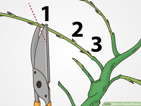 Wisteria Vine Ideas, Pruning Wisteria Vines, Wisteria Pruning, Growing Wisteria, Wisteria How To Grow, Wisteria Trellis, Wisteria Pergola, Beautiful Purple Flowers, Pruning Hydrangeas