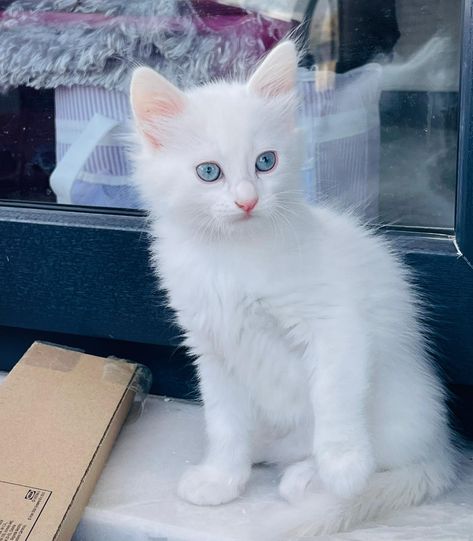 White Kitty With Blue Eyes, White Kitten Blue Eyes, Russian White Cat, White Cat With Blue Eyes, Ice Blue Eyes, Gojo Cat, Cat Breeds List, Blue Eyes Aesthetic, Mata Biru