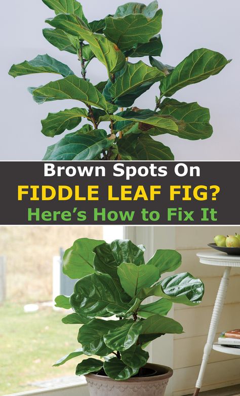 Large Fiddle Leaf Tree Living Room, Ficus Tree Indoor, Homemade Plant Food, Fiddle Fig Tree, Fiddle Leaf Tree, Large Indoor Plants, Fig Plant, Tree Planters, Indoor Tree