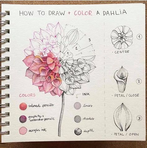 Botanical Sketchbook, Flower Drawing Tutorials, Flower Art Drawing, Flower Inspiration, Flower Sketches, Things To Draw, Floral Drawing, Watercolor Flower Art, 수채화 그림