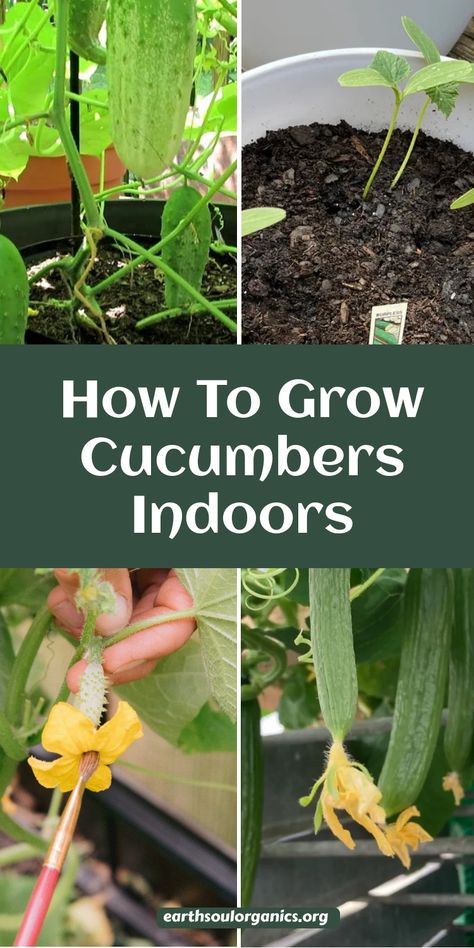 Discover how to grow delicious cucumbers indoors! This guide covers everything from container selection to sunlight requirements, helping you create the perfect environment for thriving cucumber plants. #DIYGarden #CucumberGuide #PlantParent Grow Cucumbers Indoors, Grow Garlic Indoors, How To Grow Cucumbers, Cucumber Seedlings, Grow Cucumbers, Cucumber Varieties, Indoor Vegetables, Growing Garlic, Cucumber Plant