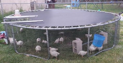 Trampoline Chicken Coop Ideas, Trampoline Coop Diy, Chicken Runs Diy, Trampoline Chicken Coop Diy, Rolling Chicken Coop, Trampoline Chicken Coop, Moveable Chicken Coop, Diy Trampoline, Hoop Coop