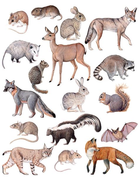 Flora Fauna Drawing, Mammals Drawing, Flora And Fauna Drawing, Urban Wildlife, Fauna Illustration, Booklet Printing, 11x17 Poster, Fantasy Concept, 5x7 Print