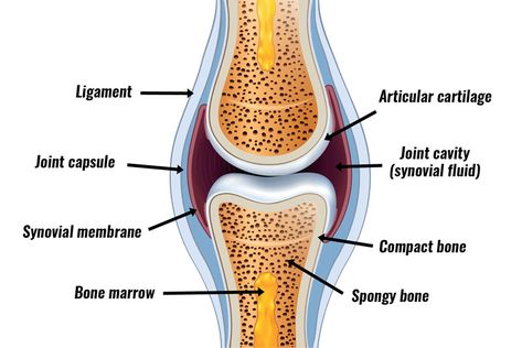 closing Synovial Joints, Skeletal Muscle Anatomy, Structure Of Bone, Sesamoid Bone, Hyaline Cartilage, Joints Anatomy, Human Heart Anatomy, Heart Diagram, Types Of Bones