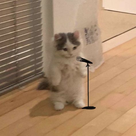 Music Cat Pfp, Cat Pointing At You, Cat With Microphone, Singing Reaction, Standing Cat Pfp, Smol Cat, Cat Drawing Cute, Singing Cat, Standing Cat