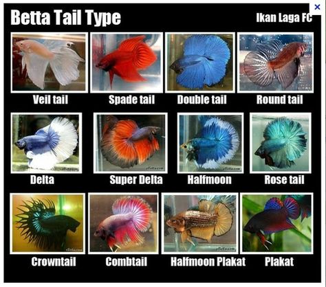 Chart of Bettas Tail Types, Types Of Betta Fish, Betta Fish Types, Betta Aquarium, Betta Fish Care, Aquarium Terrarium, Betta Tank, Fish Breeding, Betta Fish Tank