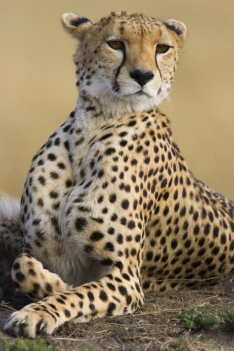 Cheetah (by Suzi Eszterhas) Cheetah Pictures, King Cheetah, Cheetah Photos, Small Wild Cats, Maasai Mara, Africa Wildlife, Wild Animals Pictures, Exotic Cats, Big Cats Art