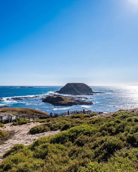 Phillip Island, Southern Ocean, Curious Creatures, Ocean Views, Victoria Australia, Sea Birds, Australia Travel, Melbourne Australia, Countries Of The World