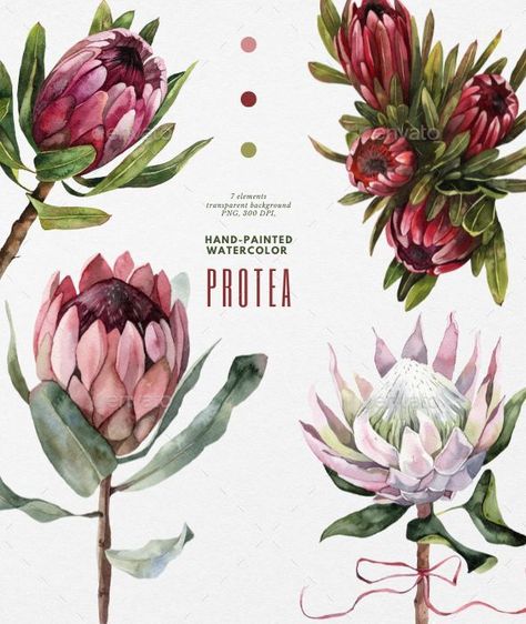 Protea watercolor flower Protea Flower Tattoo, Protea Tattoo, Watercolor Protea, King Protea, Protea Flower, Diy Deco, Flower Nail Art, Watercolor Flower, Hello Dear