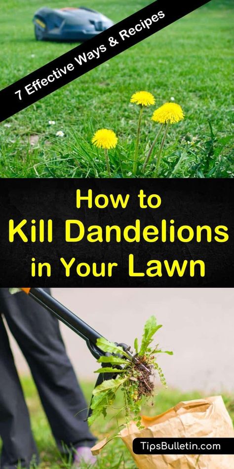 Try these methods for how to kill dandelions in your lawn, including hand-pulling, mowing, and vinegar. Get rid of dandelions using a broadleaf weed killer as a selective herbicide safe to use on grass. Discover preventative measures you can take to keep weeds off your lawn. #kill #dandelions #lawn Flower Bed Decor Ideas, Get Rid Of Dandelions, Pesticides For Plants, Natural Plant Fertilizer, Flower Bed Decor, Grass Growing, Beginner Gardening, Lawn Care Business, Weeds In Lawn